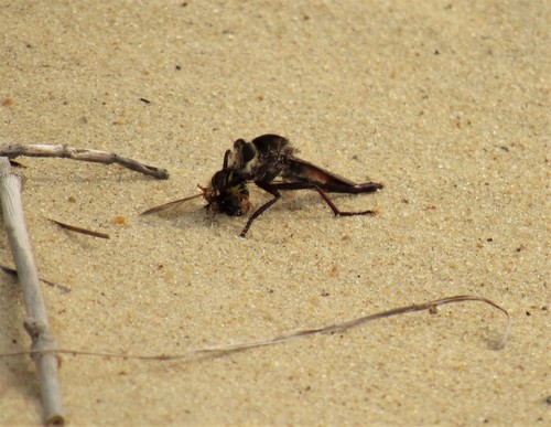 Eastern Red-tailed Marauder photo 2