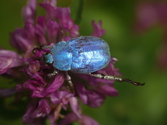 Hoplia coerulea