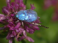 Hoplia coerulea