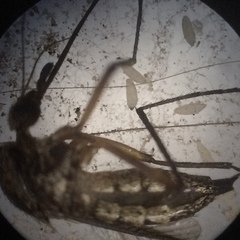 Psorophora cyanescens