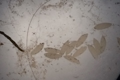 Psorophora cyanescens