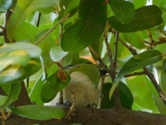 Baeolophus atricristatus