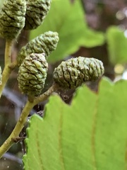 Alnus rubra