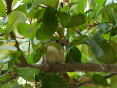 Baeolophus atricristatus