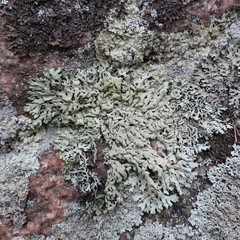 Hypogymnia farinacea