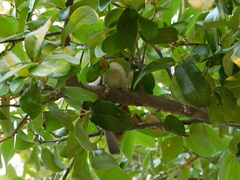 Baeolophus atricristatus