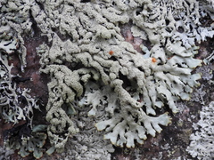 Hypogymnia farinacea