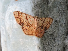 Heterostegane subtessellata