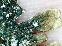 Hypogymnia farinacea