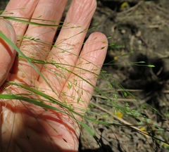 Poa matthewsii