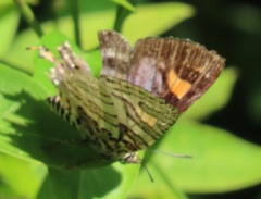 Cigaritis natalensis