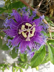 Passiflora