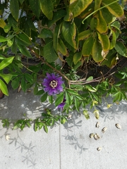 Passiflora