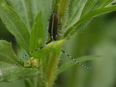 Agapanthia suturalis