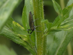 Agapanthia suturalis