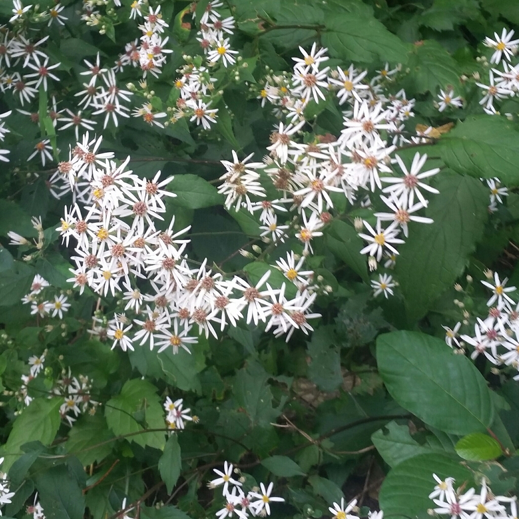 White Wood Aster from 1541-1553 Stafford Rd, Storrs, CT 06268, USA on ...