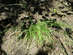 Poa matthewsii