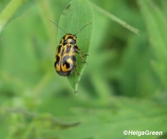 Pachybrachis hieroglyphicus