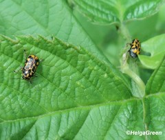 Pachybrachis hieroglyphicus