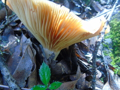 Lactarius zonarius