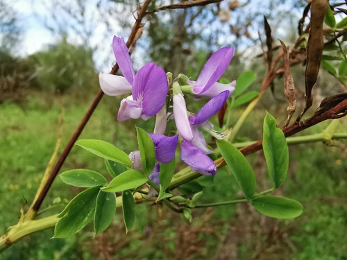 common milkpea
