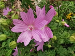 Malva