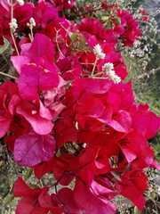 Bougainvillea