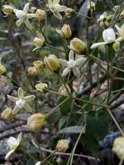 Clematis brachiata