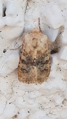 Polymixis argillaceago