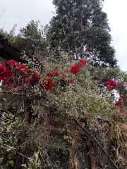 Bougainvillea