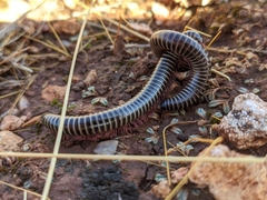 Ommatoiulus diplurus