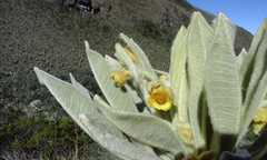 Espeletia pycnophylla