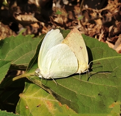Catopsilia pomona