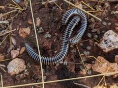 Ommatoiulus diplurus