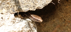 Palni Hills Ground Skink photo 3