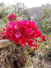 Bougainvillea