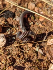 Ommatoiulus diplurus