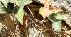 Palni Hills Ground Skink photo 5