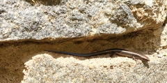 Palni Hills Ground Skink photo 4