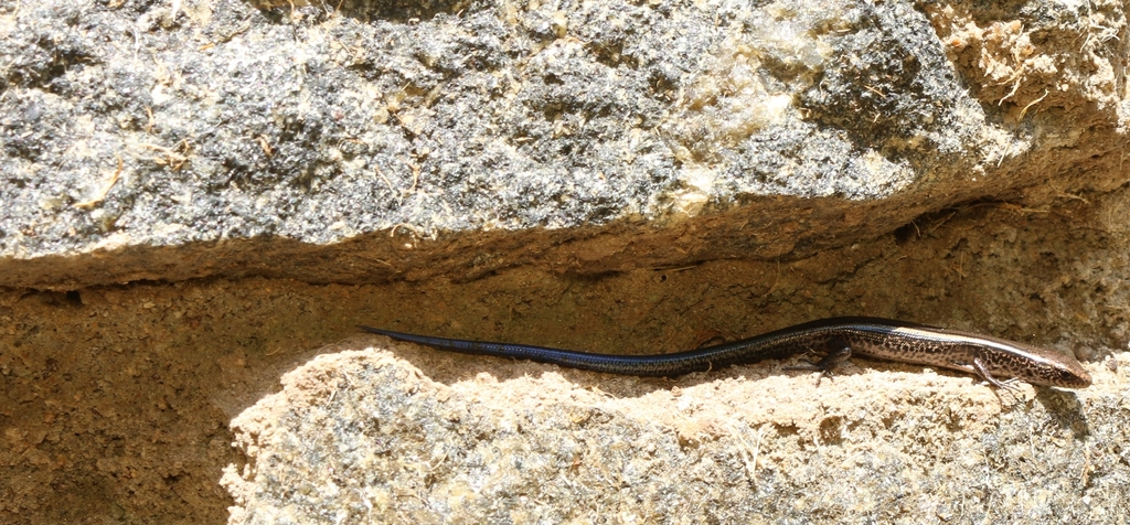 Palni Hills Ground Skink