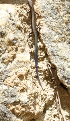 Palni Hills Ground Skink photo 2