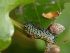 Periclista pubescens