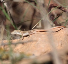 Acanthodactylus boskianus