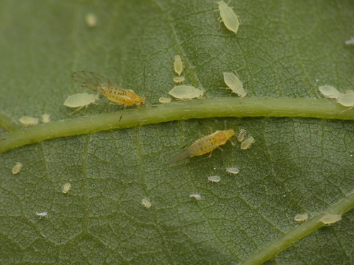 Bamboo Aphids