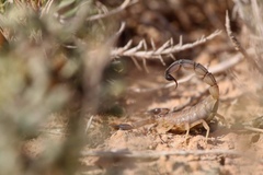 Androctonus australis