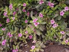 Catharanthus roseus