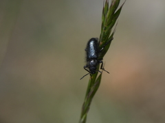 Enicopus
