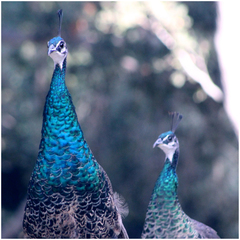 Indian Peafowl photo 6