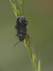 Enicopus
