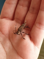 Hesychotypa subfasciata